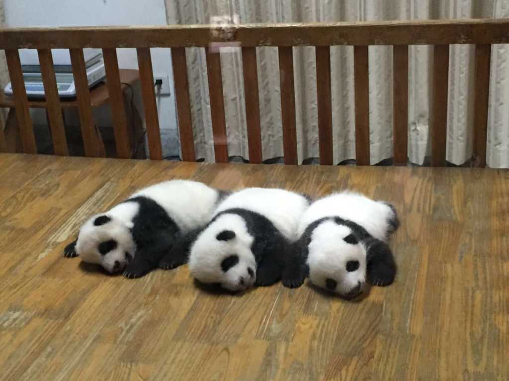 Panda Chengdu