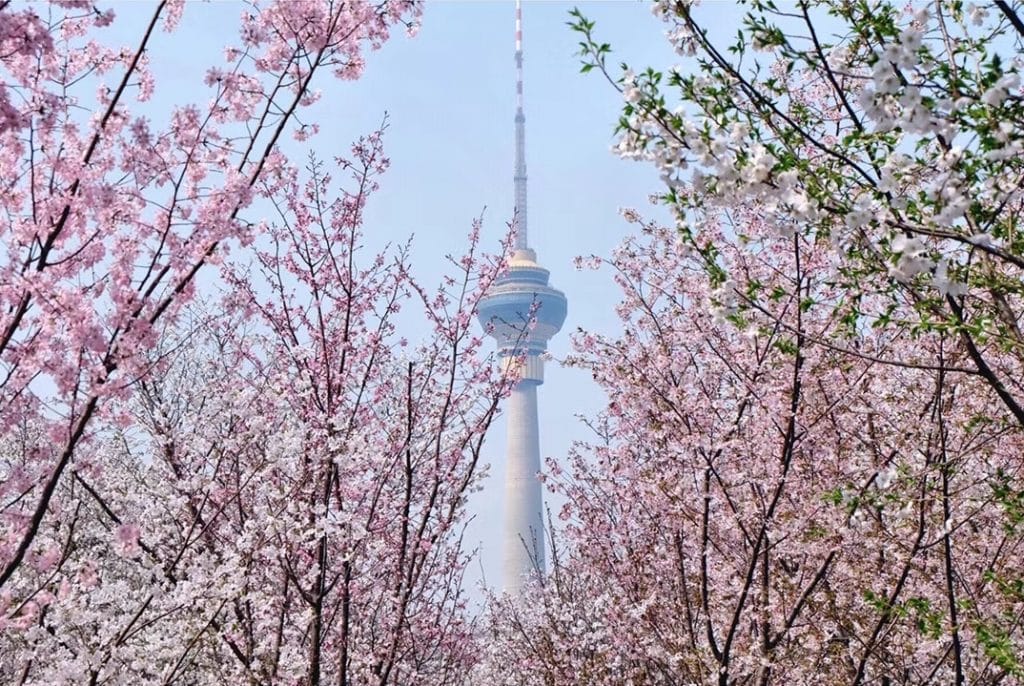 musim bunga di china