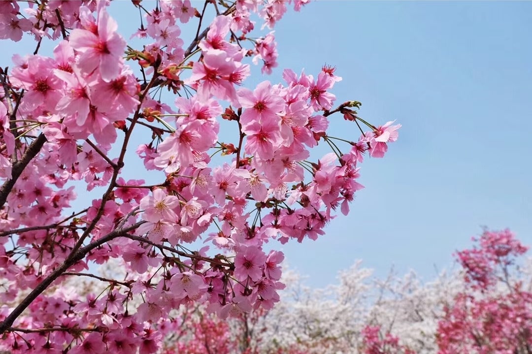 musim bunga di china